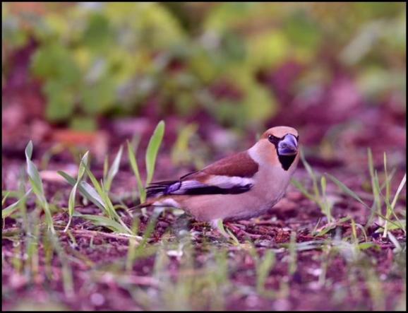 Hawfinch 270317