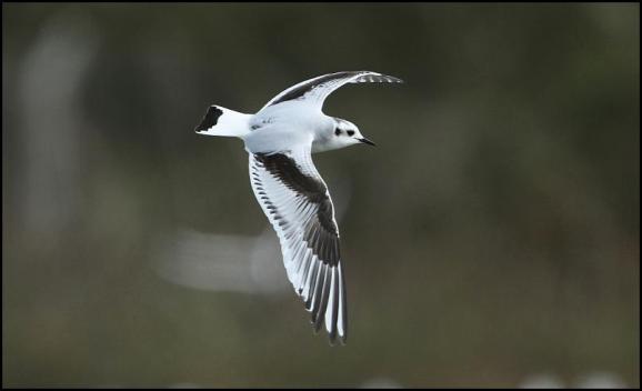 Little Gull 310317