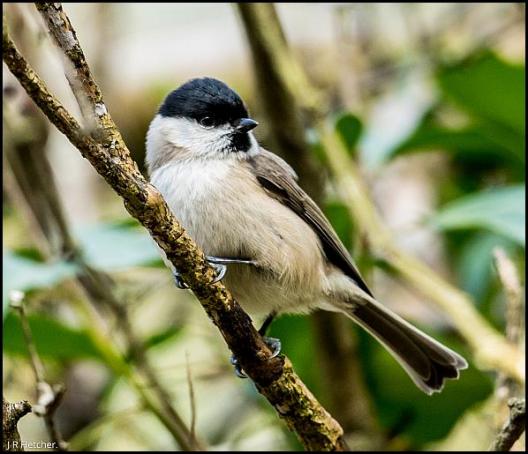 Marsh Tit 270317