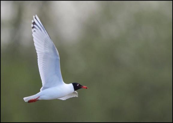 Mediterranean Gull 2 310317