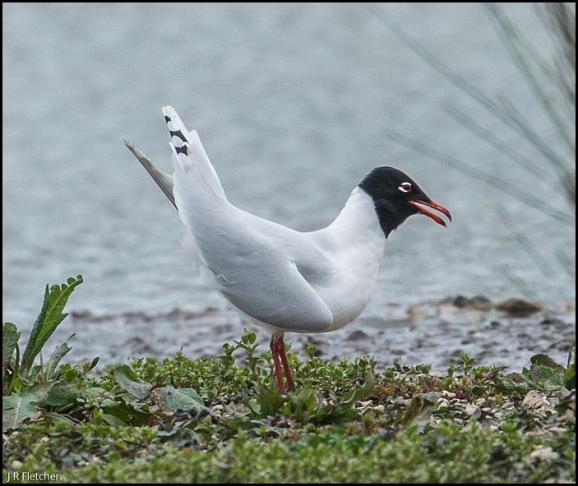 Mediterranean Gull 300317