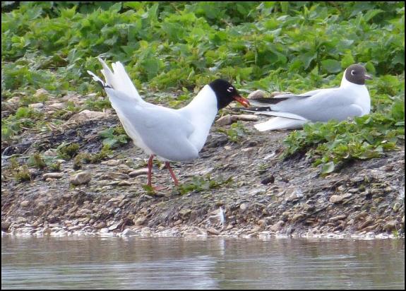 Mediterranean Gull 310317