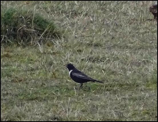Ring Ouzel 300317