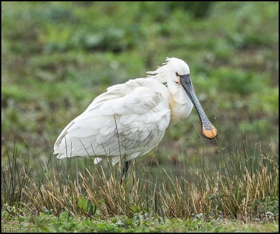 Spoonbill 1 300317