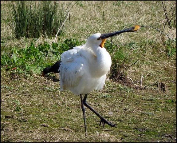 Spoonbill 1 310317