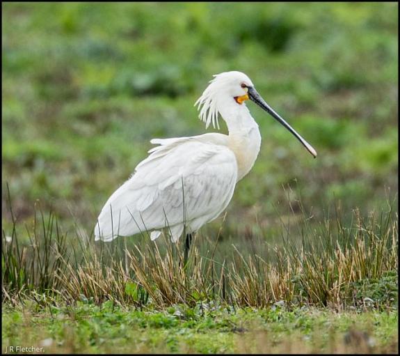 Spoonbill 2 300317