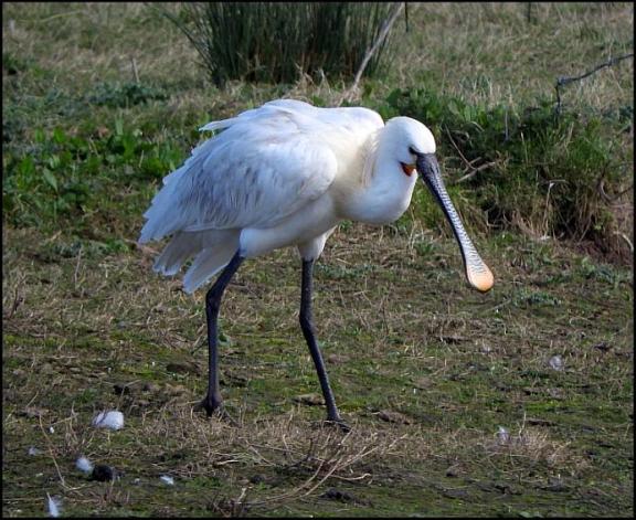 Spoonbill 2 310317