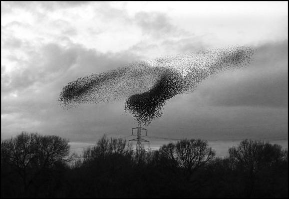 starlings-020317