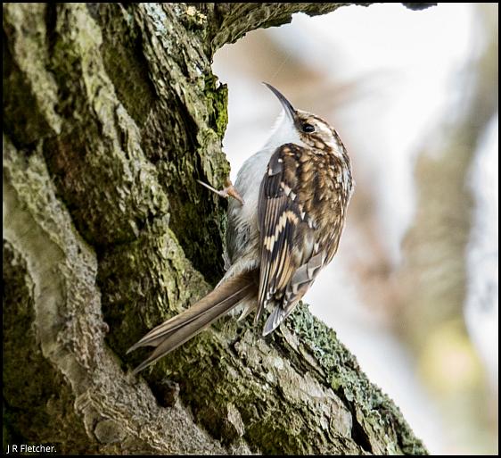 Treecreeper 210317