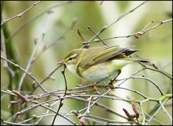 Willow Warbler 290317
