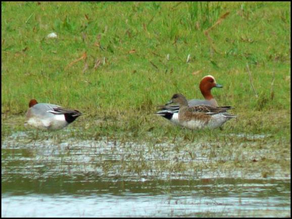 American Wigeon 150417