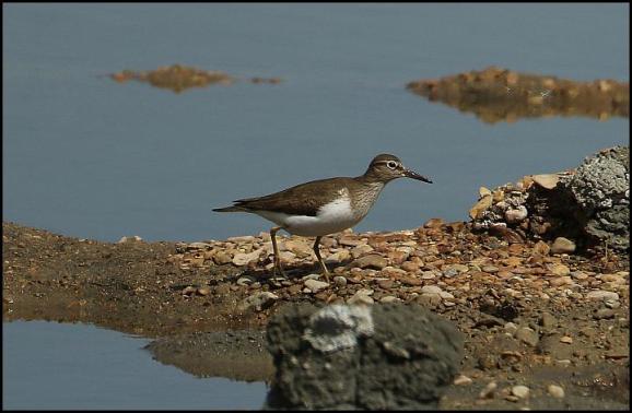Common Sandpiper 220417