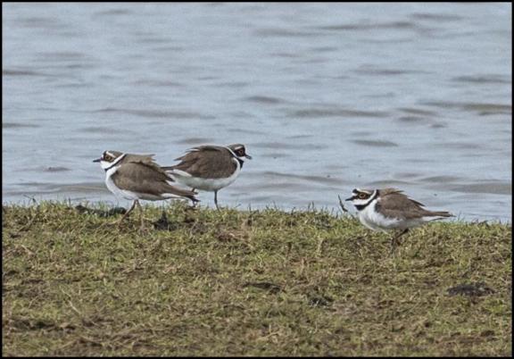 Little Ringed Plovers 040417