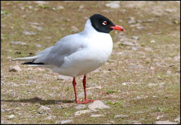 Mediterranean Gull 150417