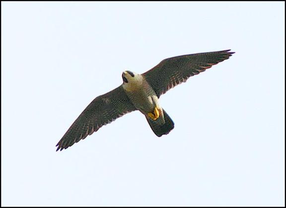 Peregrine 050417