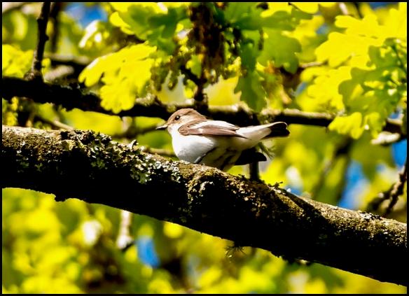Pied Flycatcher 250417