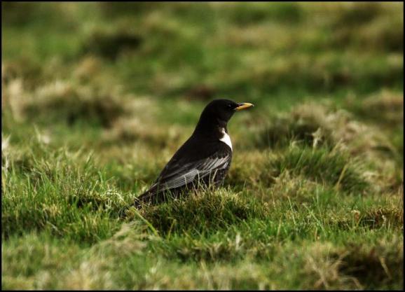 Ring Ouzel 270417
