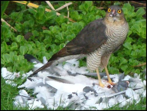 Sparrowhawk 030417