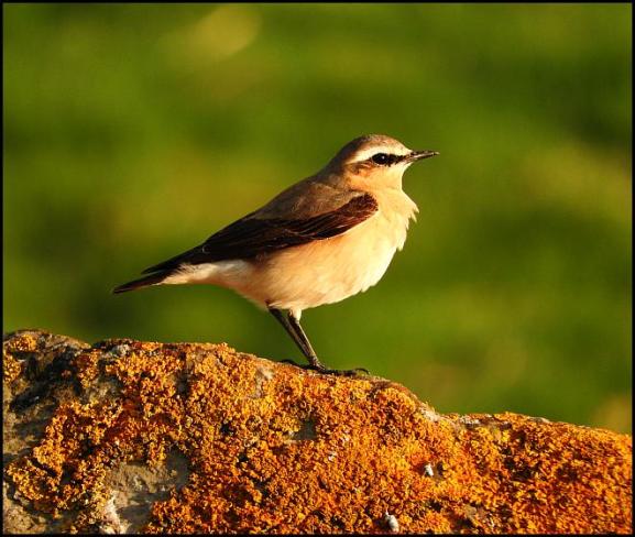 Wheatear 2 230417