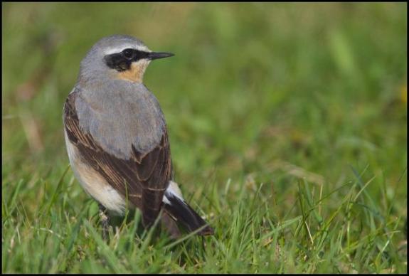 Wheatear 260417