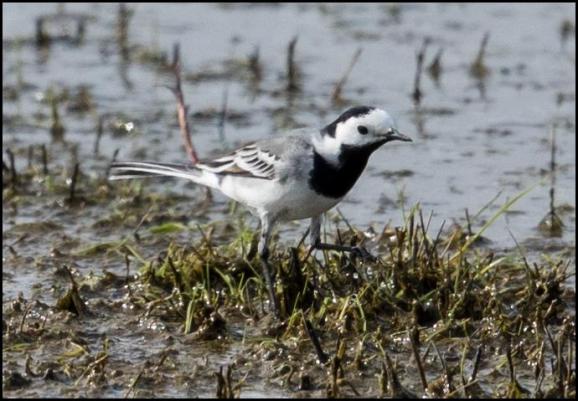 White Wagtail 030417