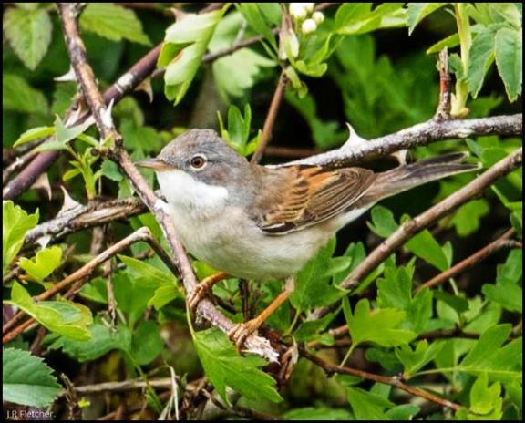 Whitethroat 240417