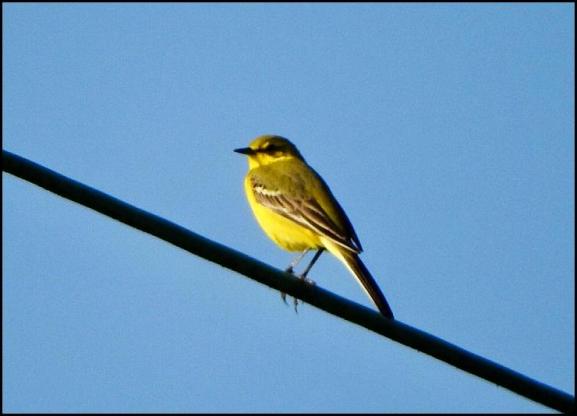 Yellow Wagtail 090417