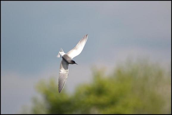 Black Tern 010517