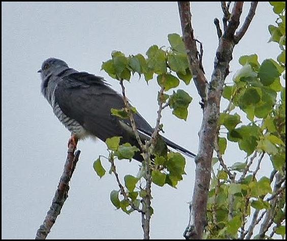 Cuckoo 010517