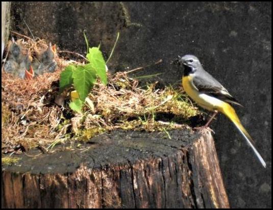 Grey Wagtail 070517