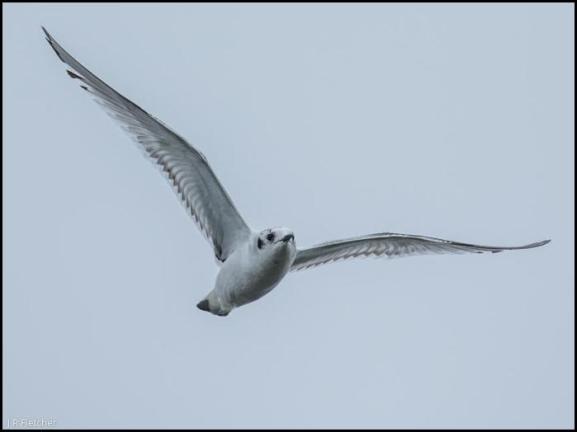 Little Gull 160517