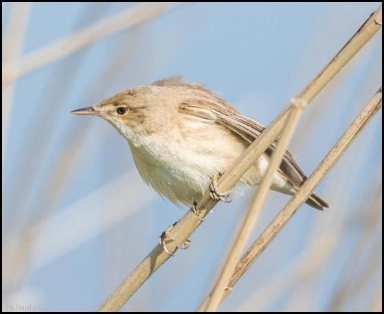 Reed Warbler 100517