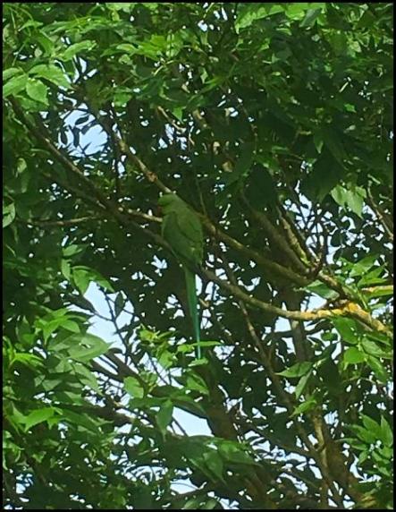 Ring-necked Parakeet 280517