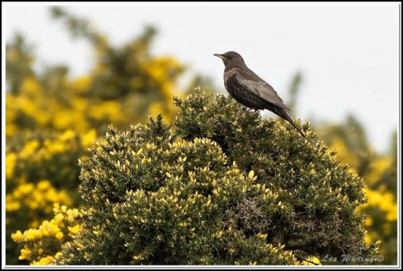 Ring Ouzel 010517