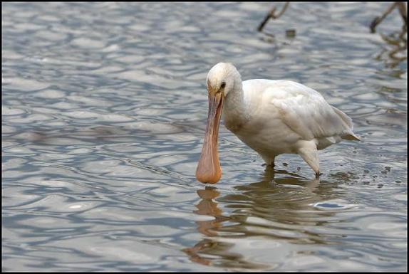 Spoonbill 010517