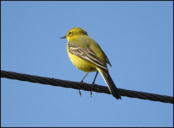 Yellow Wagtail 020517