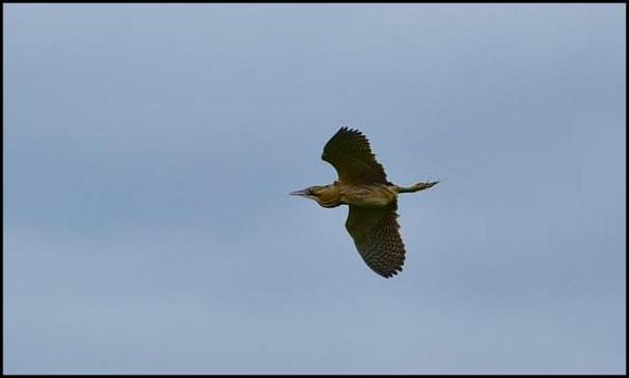 Bittern 060617