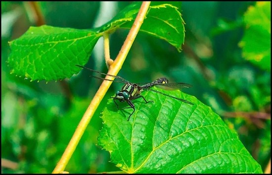Club-tailed Dragonfly 270617
