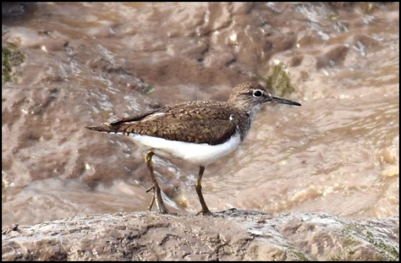Common Sandpiper 250617