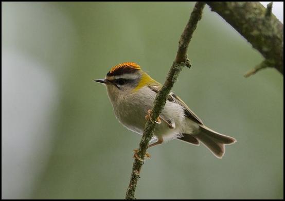 Firecrest 120617