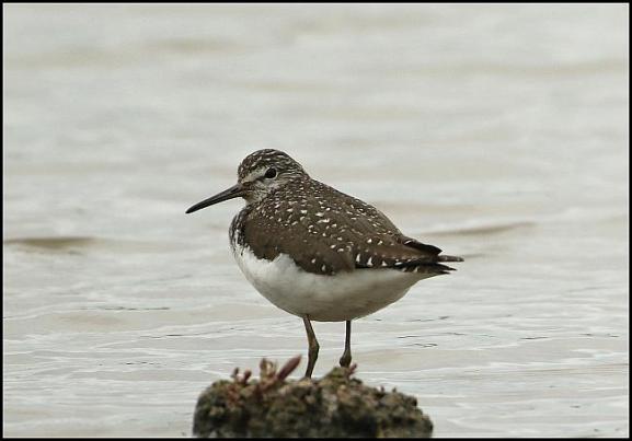 Green Sandpiper 230617