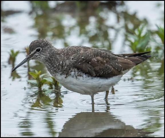Green Sandpiper 290617