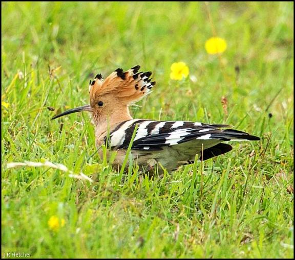Hoopoe 1 100617