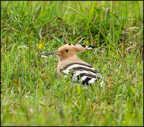 Hoopoe 4 100617