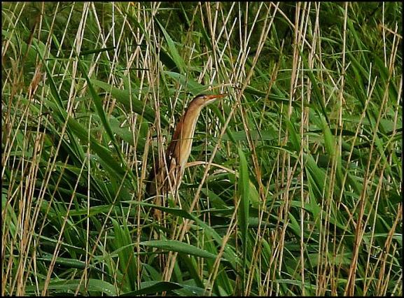 Little Bittern 040617