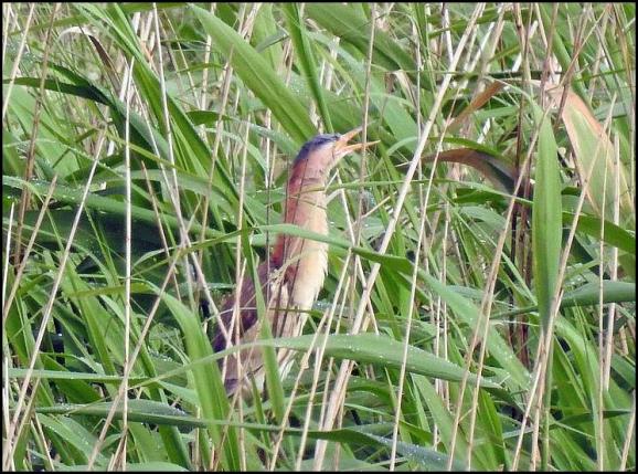Little Bittern 2 040617
