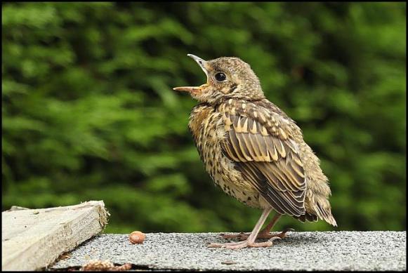 Mistle Thrush 270617