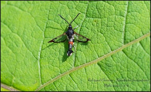 Red-tipped Clearwing 070617