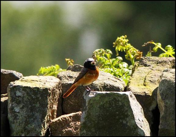 Redstart 060617