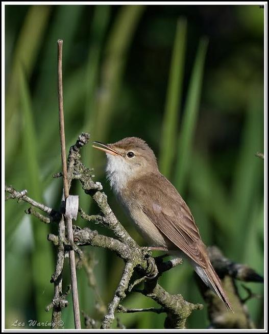 Reed Warbler 180617